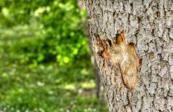 How to Save a Tree With Damaged Bark