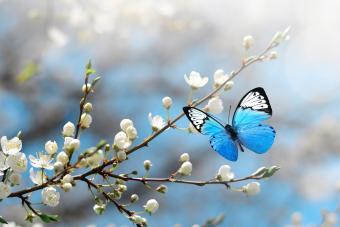 89 Beautiful Butterfly Quotes to Inspire You