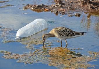 Effects of Water Pollution