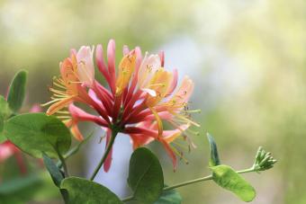 How to Grow Your Own Honeysuckle Haven 